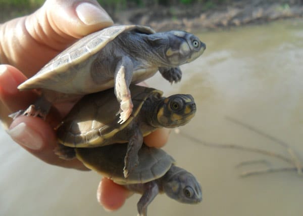 f38b73f8-cd56-4f72-a495-6b9b334dce1f_nascimento-quelonios---imagem-vanielle-medeiros-2